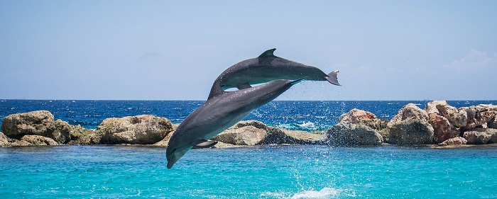 Salto quantico_salto delfini 700