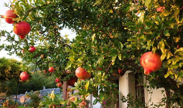 stagioni e albero di melograno carico di frutti